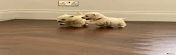 West Highland Terrier dogs for sale: Champion Bloodline, KC reg Puppies in Newark - Advert 13