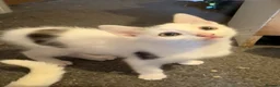 Mixed Breed cats for sale: 2 male kittens ready for their forever home - Advert 3