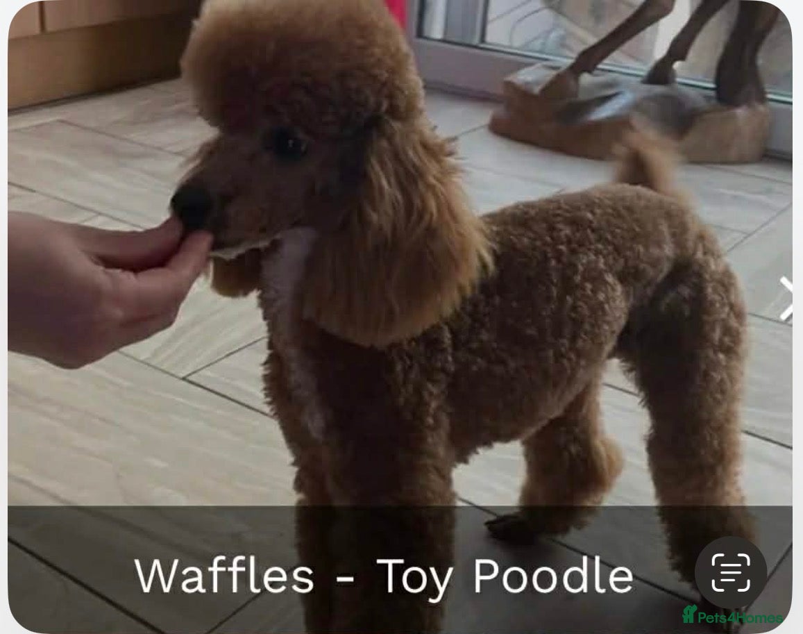 Doxiepoo dogs for sale: Stunning dachshund/poodle pups - Advert 25