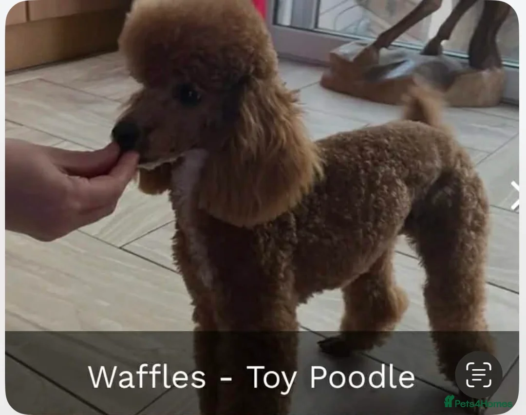 Doxiepoo dogs for sale: Stunning dachshund/poodle pups - Advert 32