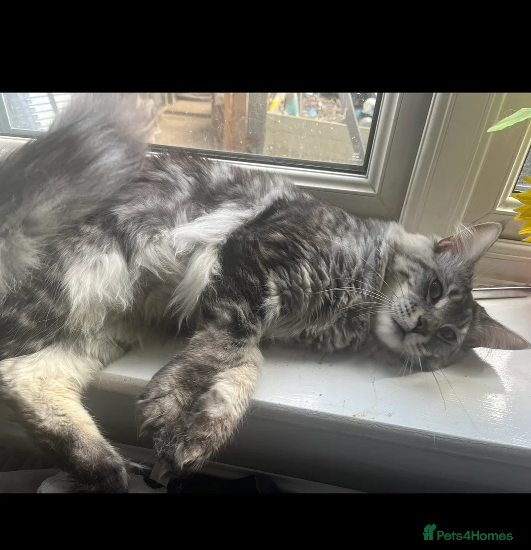 Maine Coon cats for stud: Maine coon stud  - Advert 4