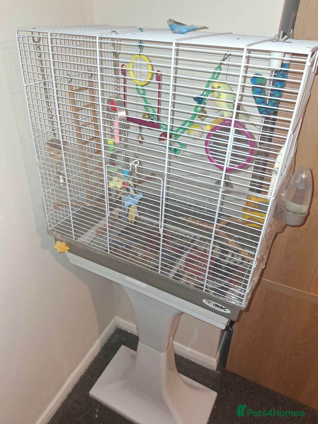 Budgerigars birds for sale: Male budgie with cage and stand  - Advert 3