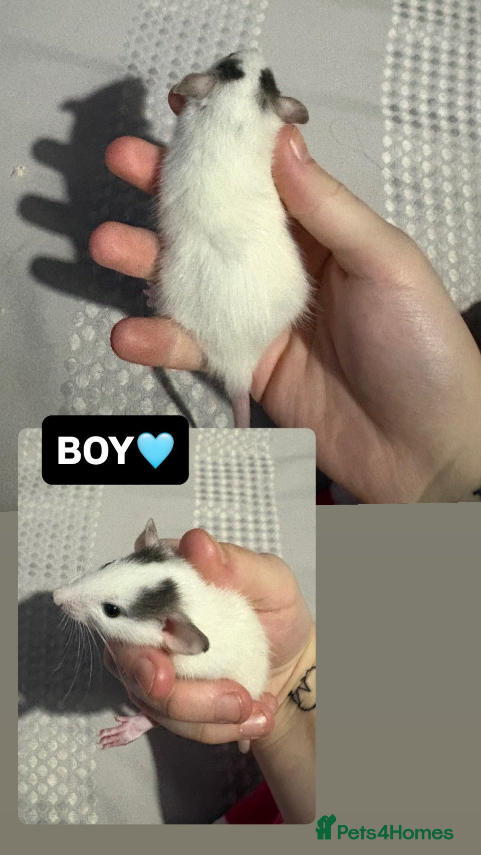 Rat rodents Baby Dumbo Rats  - Advert 7