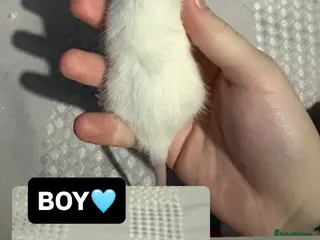 Rat rodents Baby Dumbo Rats - Advert 7