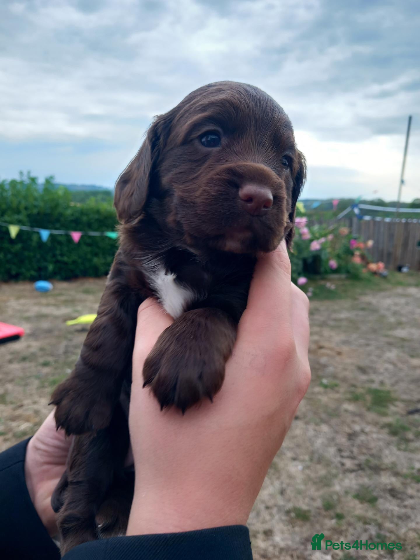 Cocker Spaniel dogs Working cocker spaniels pups for sale  - Advert 7