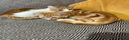 Domestic Shorthair cats for sale: 3 little sweet boys great for those with children  - Advert 8