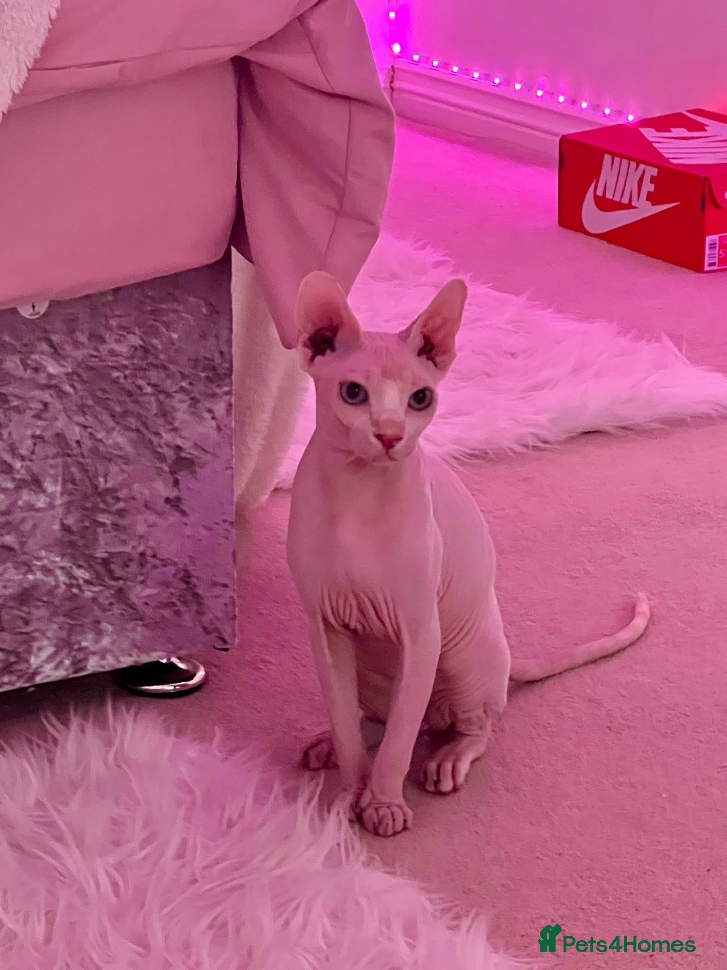 Sphynx cats 10-month old Sphinx male - Advert 10