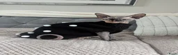 Sphynx cats for sale: Two female Sphynx for sale. Must go together! in Llanelli - Advert 3