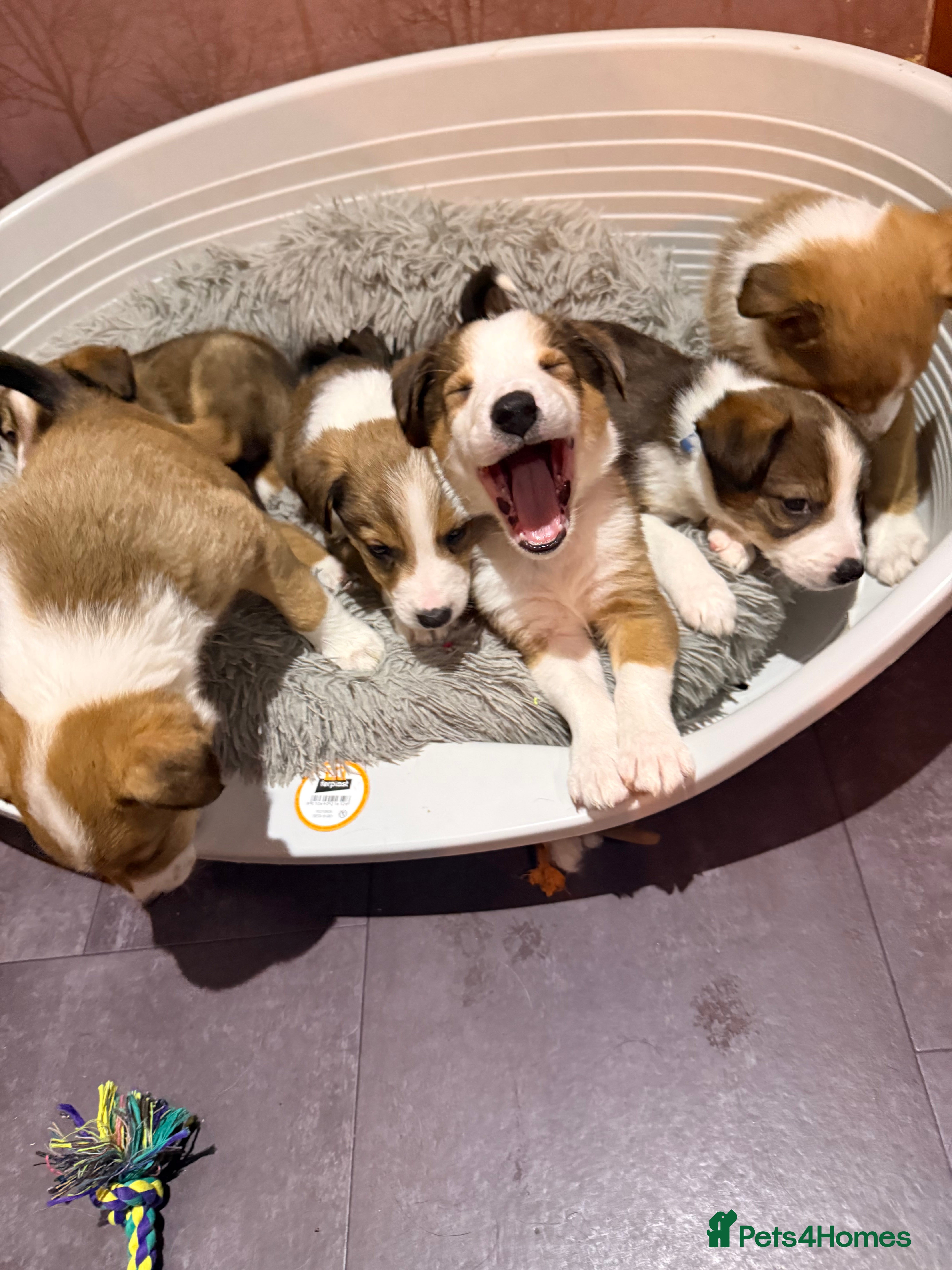 Mixed Breed dogs Border collie X Welsh collie pups - Advert 12