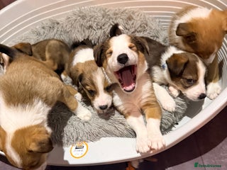 Mixed Breed dogs Border collie X Welsh collie pups - Advert 15