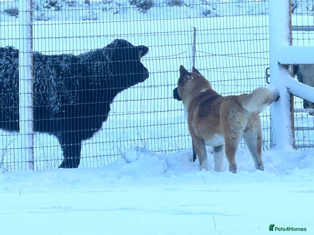 Akita dogs for stud: American Akita Stud  - Advert 3