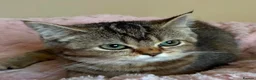British Shorthair cats for sale: Beautiful Golden British Shorthair Kittens  - Advert 30