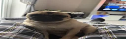 Pug dogs for sale: Pearl - Advert 7