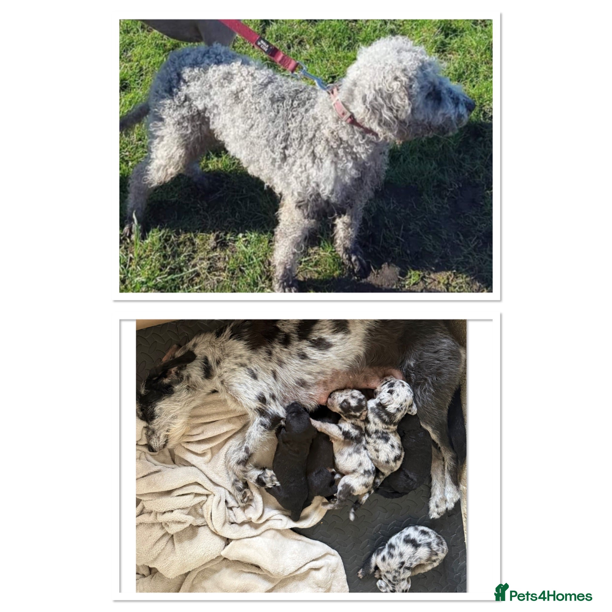 Mixed Breed dogs Bedlington whippet x Bedlington terrier  - Advert 1