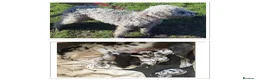 Mixed Breed dogs for sale: Bedlington whippet x Bedlington terrier  in Stockton-on-Tees - Advert 1