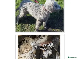 Mixed Breed dogs Bedlington whippet x Bedlington terrier - Advert 1
