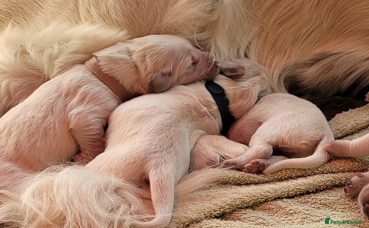 Golden Retriever dogs - Advert 4