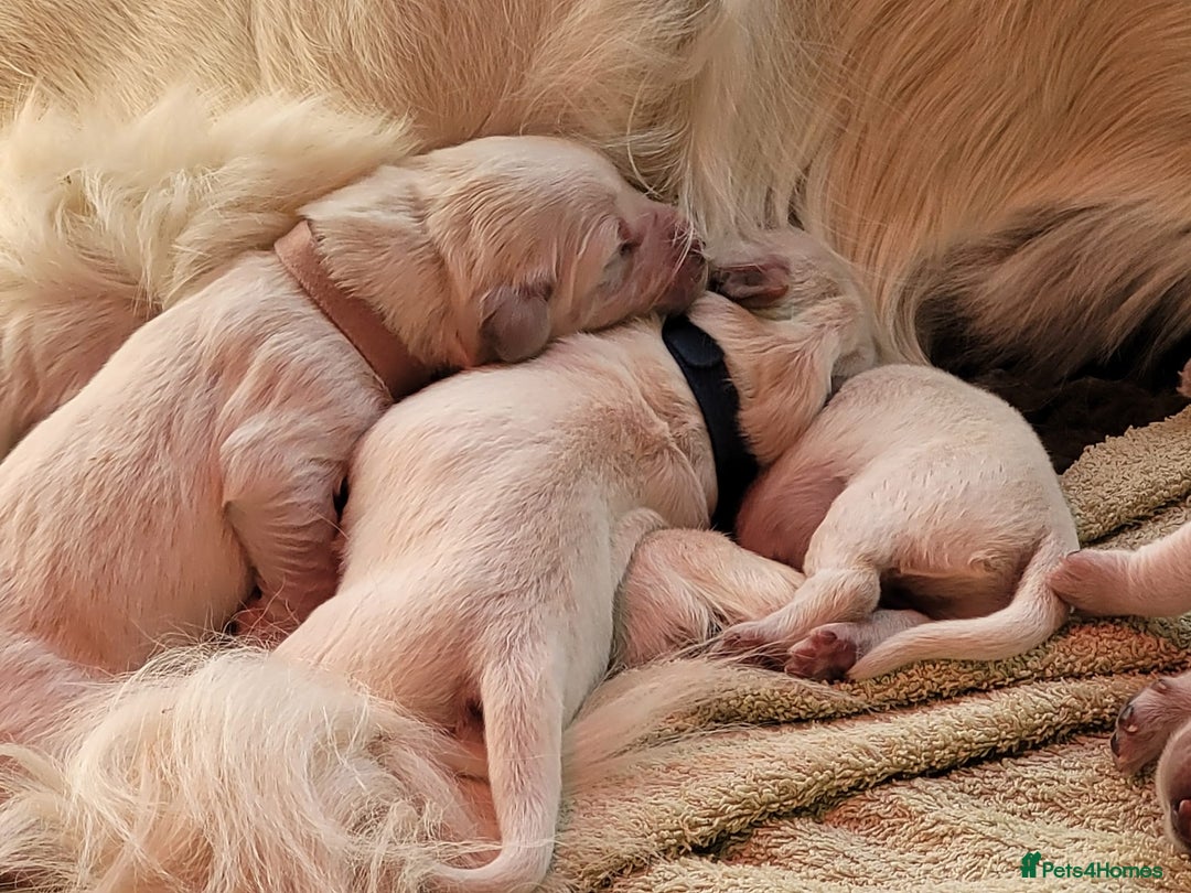 Golden Retriever dogs for sale: Golden Retriever Pups – First Class Homes Wanted - Image 1