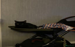 Domestic Shorthair cats for sale: Donnie, loving boy - Image 2