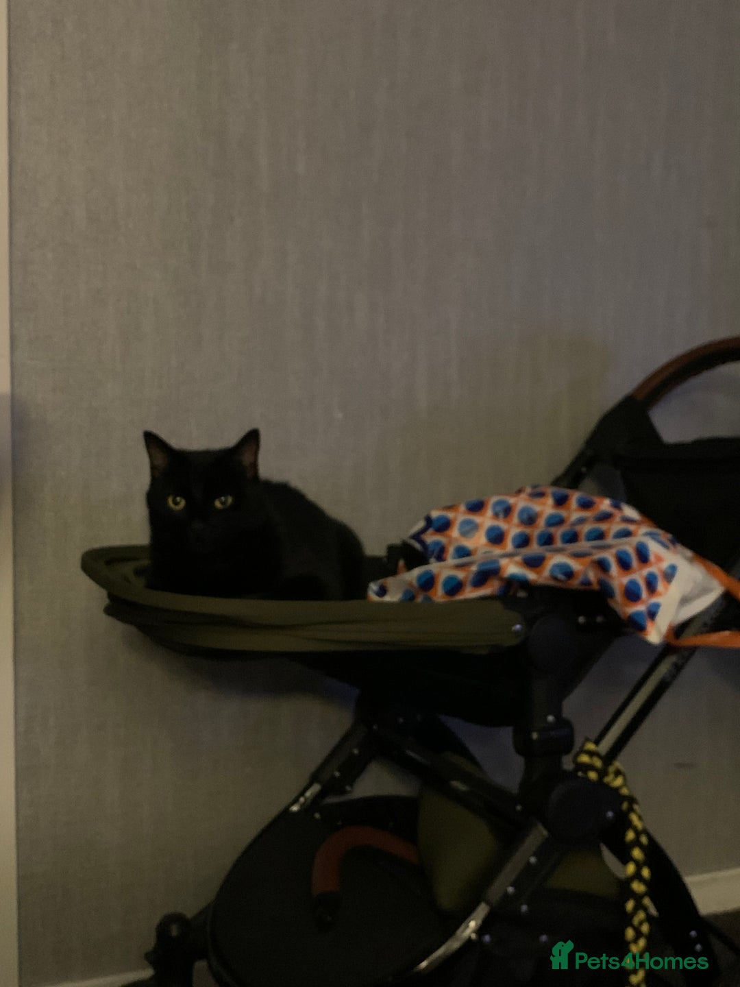 Domestic Shorthair cats for sale: Donnie, loving boy - Image 2