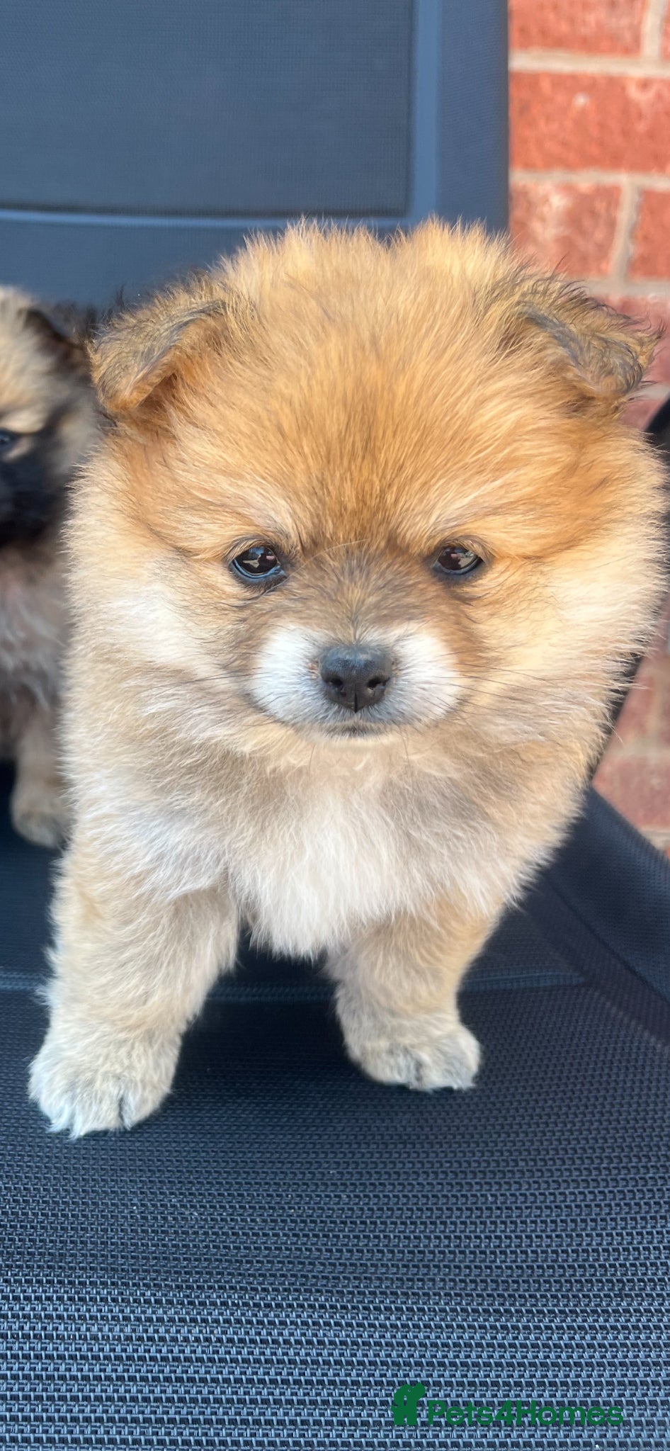 Pomeranian dogs for sale: Pomeranian puppies in Ledbury - Advert 4
