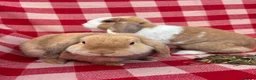Mini Lop rabbits for sale: Gorgeous Mini Lops  - Advert 10