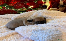Pug dogs for sale: Pug puppies - Advert 21