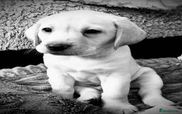 Labrador Retriever dogs for sale: 8 super Labrador pups 4 girls 4 boys**NEW PHOTOS** - Image 9