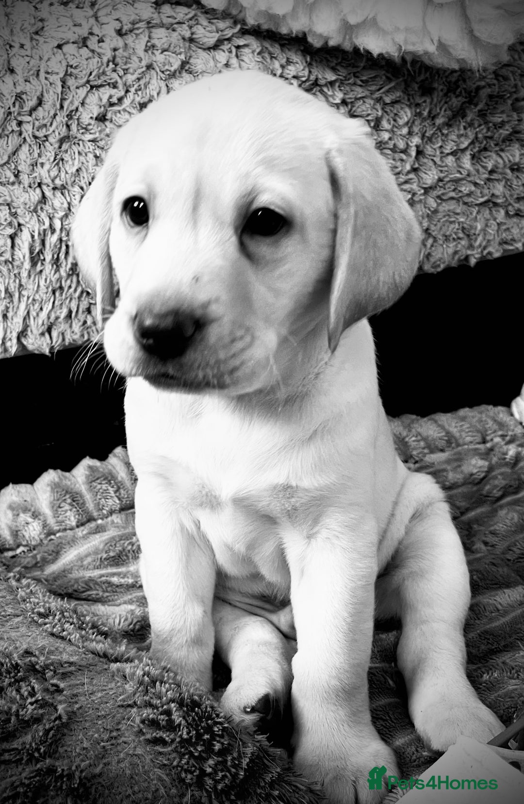 Labrador Retriever dogs for sale: 8 super Labrador pups 4 girls 4 boys**NEW PHOTOS** - Image 9