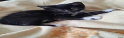 British Shorthair cats for sale: 2 Lovely black and white fluffy kittens - Advert 17