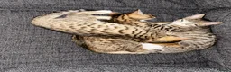 Mixed Breed cats for sale: Bengal x Tabby mixbreed. - Advert 9