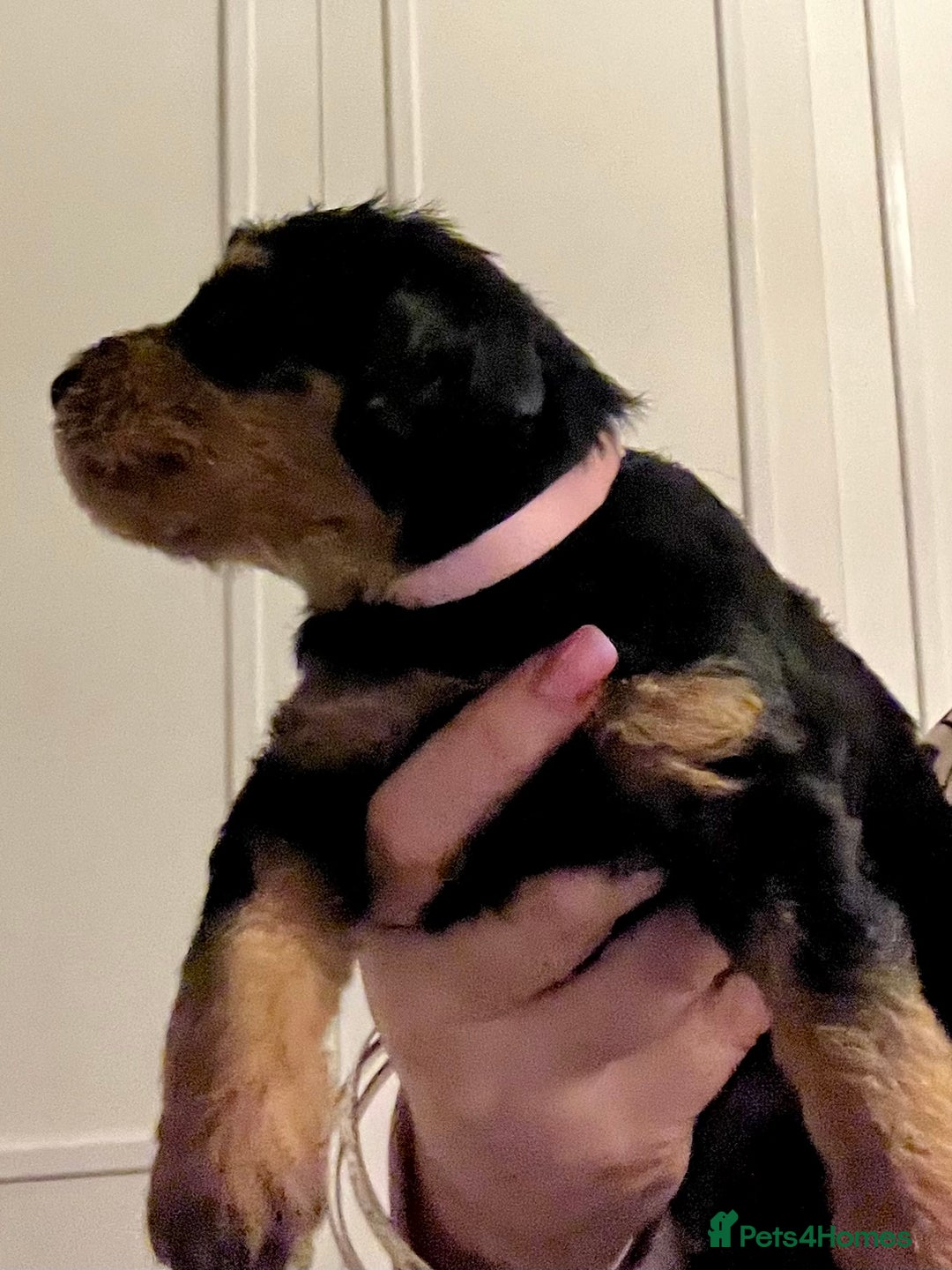 Mixed Breed dogs for sale: 🐾🐶Adorable and very cute Cavaschnauzer 🐶🐾 - Image 8