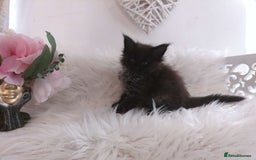 Maine Coon cats for sale: 2 kittens left In Search of Loyal Human Servant - Image 3