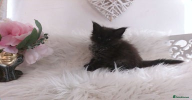 Maine Coon cats - Advert 1