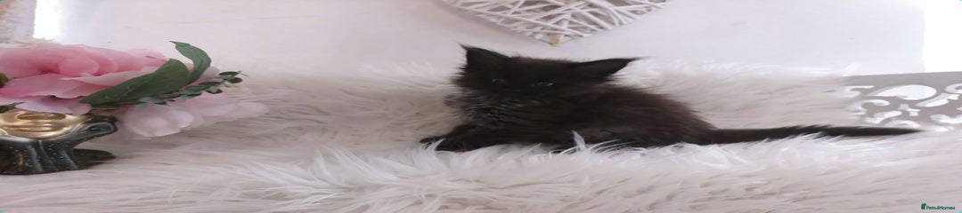(Grey)Maine Coon Kitten 1 black