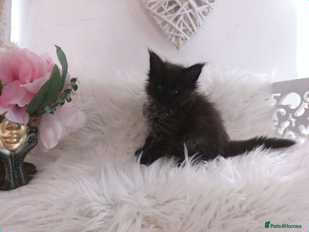 Maine Coon cats for sale: 2 kittens left In Search of Loyal Human Servant - Image 3