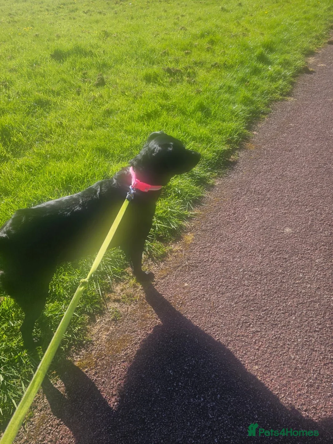 Labrador Retriever dogs for sale: 6year old Labrador girl in Liverpool - Advert 4