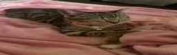 Mixed Breed cats for sale: 9 weeks female tabby cat in Rochdale - Advert 4