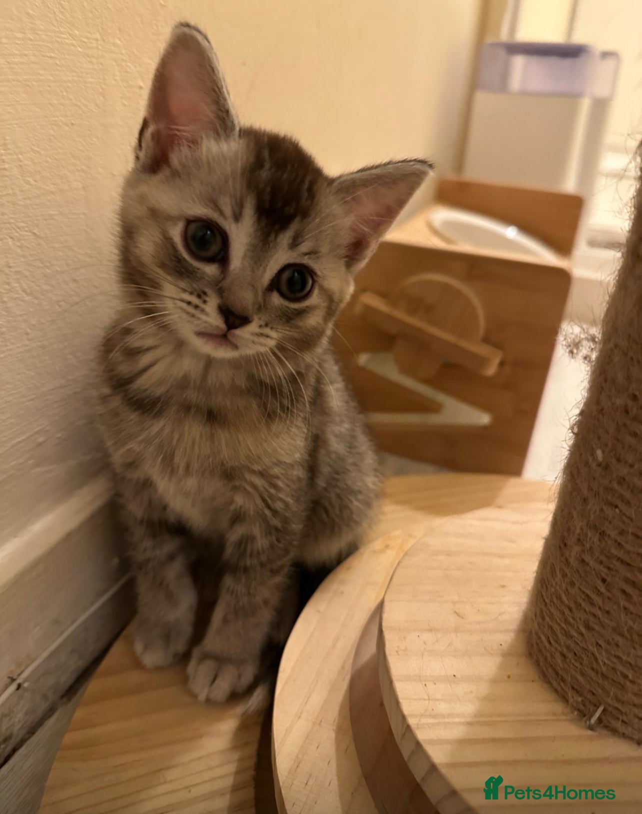 Bengal cats 4 beautiful half bengal kittens  - Advert 5