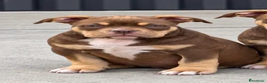 American Bully 2
