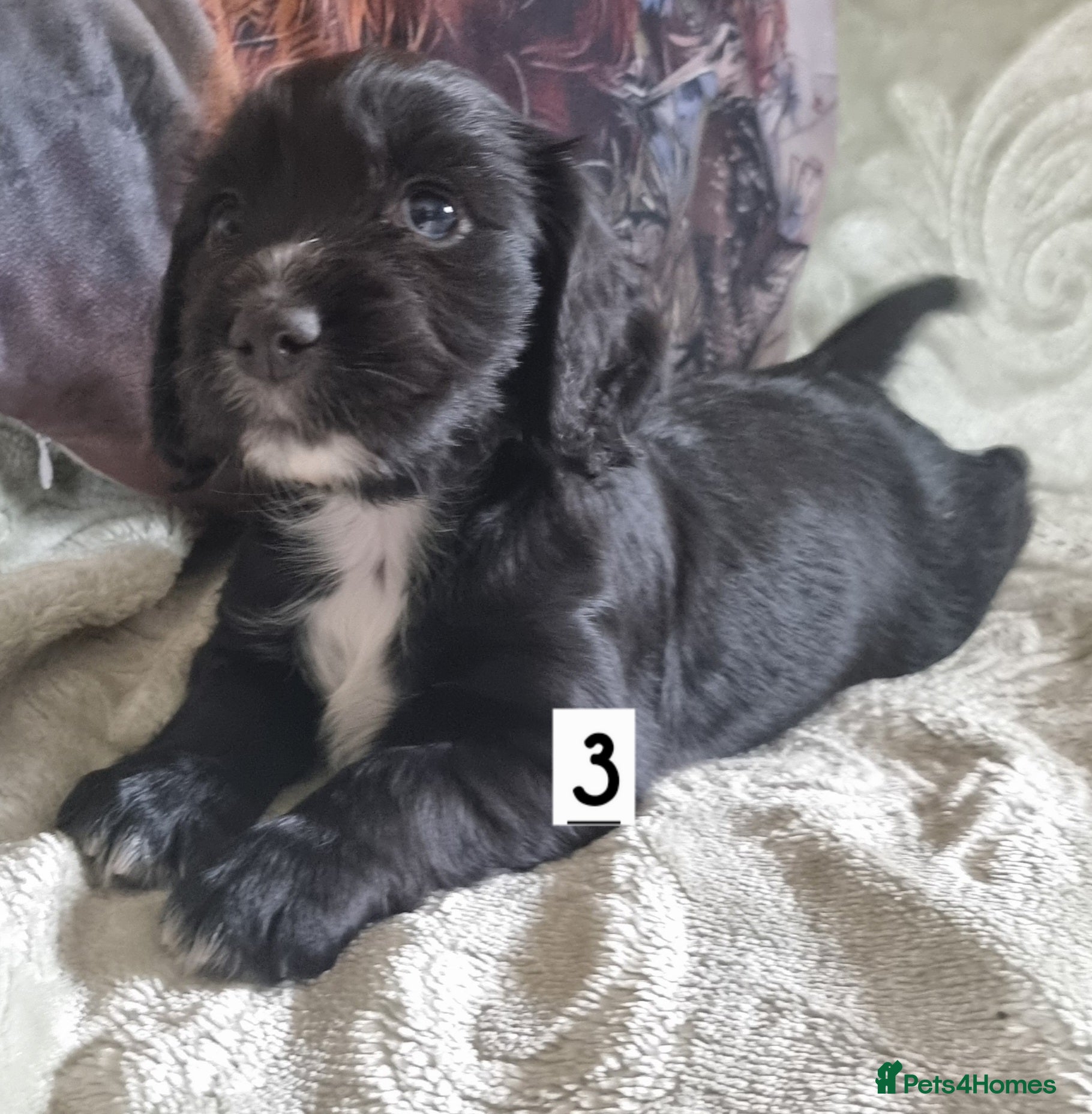Cocker Spaniel dogs Cocker spaniel pups - Advert 1