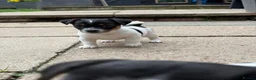 Jack Russell dogs for sale: 3 beautiful Jack Russell girls - Advert 40