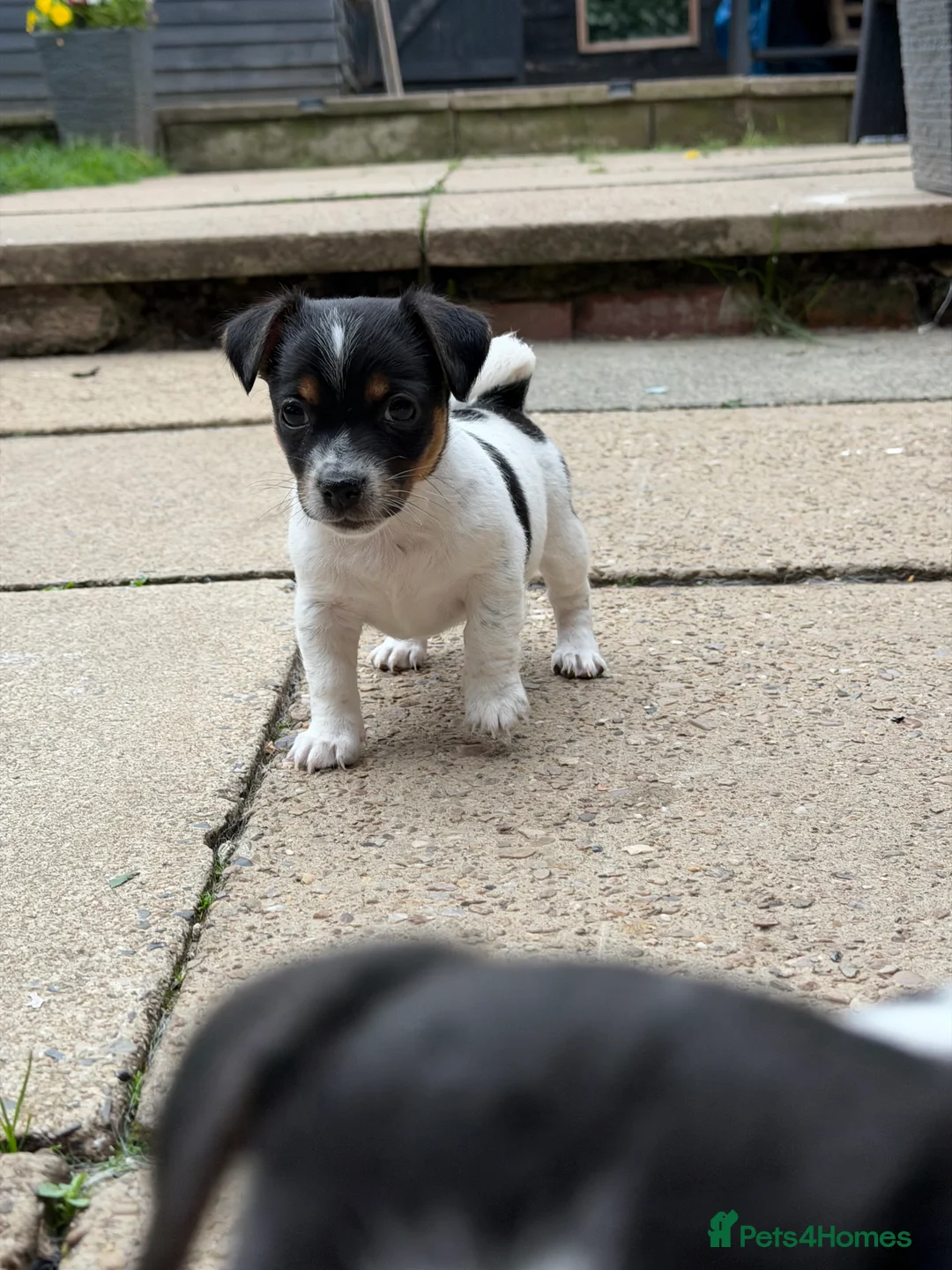 Jack Russell dogs for sale: 3 beautiful Jack Russell girls - Advert 40