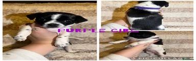 Purple girl