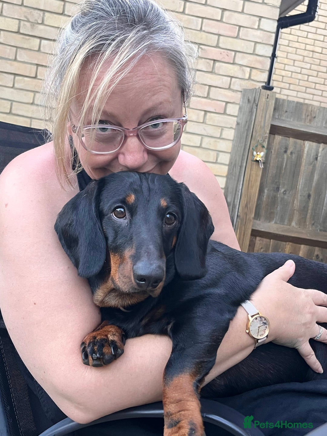 Dachshund dogs for sale: Daschund named Bertie - Image 3