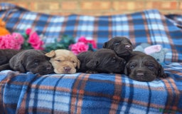 Cockerdor dogs for sale: F1 cockerdor puppies , cocker x labrador  - Image 18