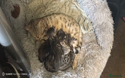 Bengal cats for sale: Sweet Bengal Kittens For Sale  - Image 18