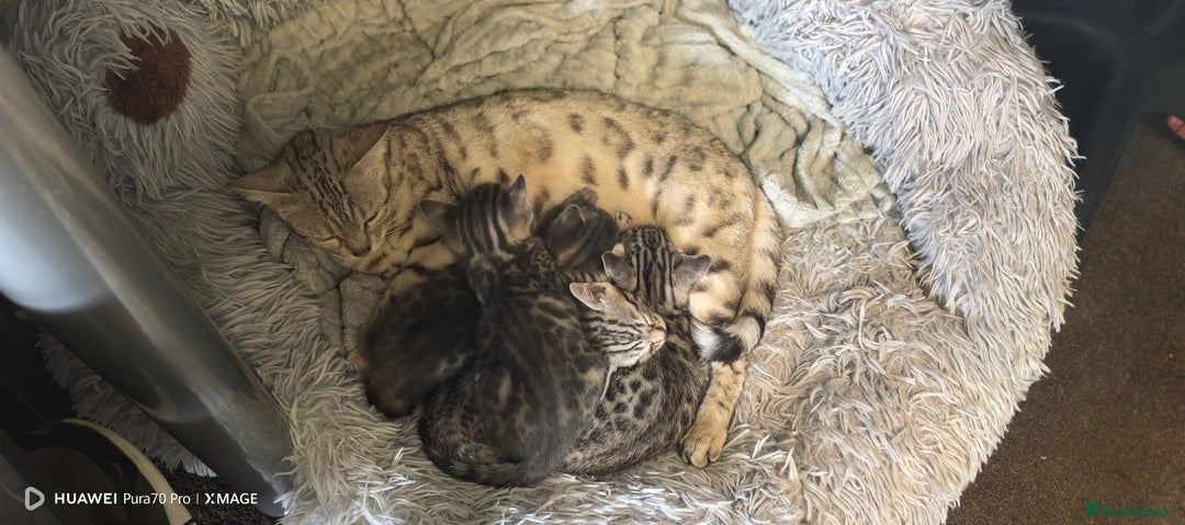 Bengal cats for sale: Sweet Bengal Kittens For Sale  - Image 18