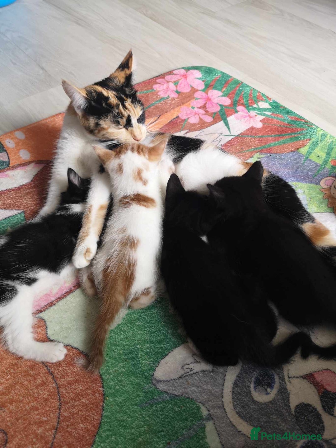 British Shorthair cats for sale: Adorable kittens - Advert 1