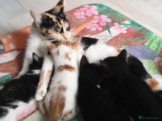 British Shorthair cats Adorable kittens - Advert 1